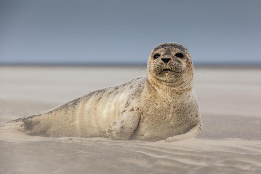 Hamac Chic Vue Mer. Berck Buitenkant foto